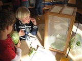 Groep 1/2b heeft koolwitjes in de klas.